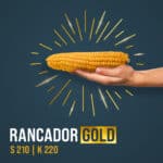 Rancador Gold