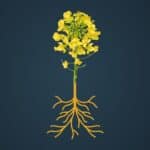 CRIOS 2 Key Visual Crios