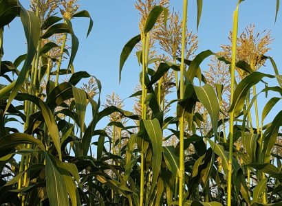 Amiggo IMG_20200911_074445