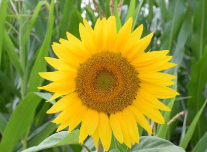 Sonnenblume DSC_0033