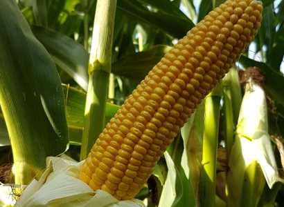 MAXOLETA S-MS 2021 angepasst