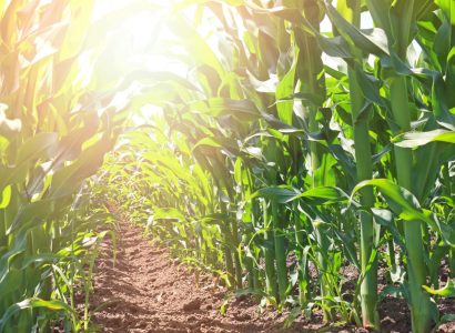 Green Corn Field On Sunny Day