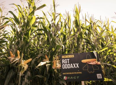 RGT Oddaxx Feld 2024