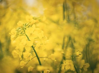 RAGT_Raps2025_012_FILTER