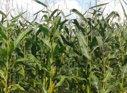 RGT Multiplexx Zuschnitt