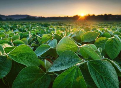 Soy field in early morning. Soy agriculture