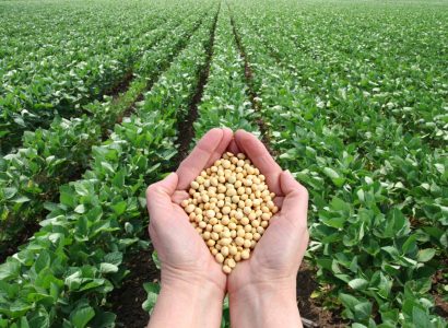 Human hand holding soybean, with field in background